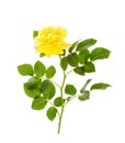 One blooming yellow rose with green leaves isolated on white background Royalty Free Stock Photo