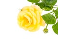 One blooming yellow rose with green leaves isolated on white background Royalty Free Stock Photo