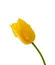 One blooming yellow tulip with green stem isolated on white background Royalty Free Stock Photo