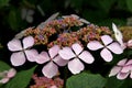 One blossom multicolor, hydrangea serrata in the garden