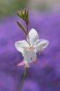 One blossom of a white grass lily, Anthericum ramosum, blurry purple flower background