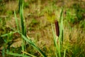 One blossoming marsh cane Royalty Free Stock Photo