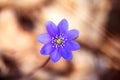 One blue beautiful early spring flower in natural growth conditions in the forest. Liver leaves, liver, Hepatica nobilis Royalty Free Stock Photo