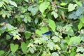 One blue beauty dragonfly - Calopteryx virgin sits on blackberry bush