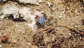 One blue butterfly Phengaris teteius sitting on sang wits some grass and limestone parts