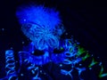 one blue carnival mask with feathers and streamers. close-up on a black background. Royalty Free Stock Photo