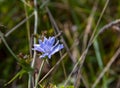One blue chicory flower on a background of grass Royalty Free Stock Photo