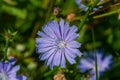 One blue chicory flower in the meadow Royalty Free Stock Photo