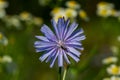 One blue chicory flower in the meadow Royalty Free Stock Photo