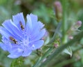 one blue chicory flower and two small bees.selective focus on the background. Royalty Free Stock Photo