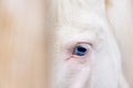 One blue eye of a white horse portrait detail closeup