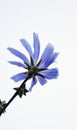 Blue flower with white background