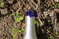 One blue glass bottle neck in white foil lies on the ground Royalty Free Stock Photo