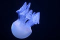 One blue jellyfish isolated on dark background in aquarium. Selective focus Royalty Free Stock Photo