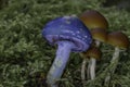 One blue Mushroom in Pine Forest