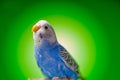 One blue parrot budgies