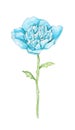 Watercolor blue peony flower