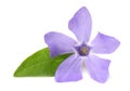 one blue periwinkle with green leaves isolated on white background. Vinca minor