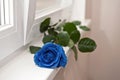 One blue rose lies on a windowsill on a light background color 2020 Royalty Free Stock Photo