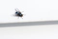 One blue shimmering fly sits on a white wall