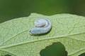 one blue white caterpillar lies on a green leaf Royalty Free Stock Photo