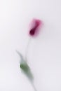 One blurred in magic romantic mist red bloom flower Royalty Free Stock Photo