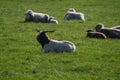 A Boer goats rest on a meadow on a goat farm