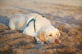 One bored labrador dog Royalty Free Stock Photo