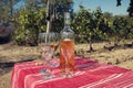 One bottle of white wine and four glasses on a table in vineyard.