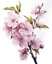 One branch of blooming garden pink sakura on white background. Watercolor drawing, colorful illustration. Spring Japanese Holiday