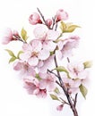 One branch of blooming garden pink sakura on white background. Watercolor drawing, colorful illustration. Spring Japanese Holiday