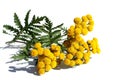 One branch of blooming tansy lies on a white isolated background.