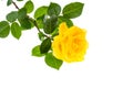 One branch of blooming yellow rose isolated on white background Royalty Free Stock Photo