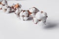 One branch of cotton deadwood on a white isolated background for design