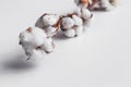 One branch of cotton deadwood on a white isolated background for design