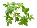 Dog rose with leafs and buds Royalty Free Stock Photo