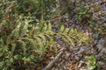 Fern Branch on Sunny day