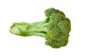 One branch of fresh green broccoli isolated on white background without shadow Royalty Free Stock Photo