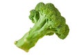 One branch of fresh green broccoli isolated on white background without shadow Royalty Free Stock Photo