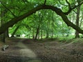 one branch over the path