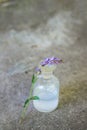 one branch Salvia pratensis, meadow clary or meadow sage purple flowers near bottle of medicine on a concrete background. Royalty Free Stock Photo