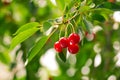 One branch of a tree with fruits cherry Royalty Free Stock Photo