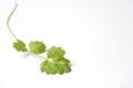 One Branche Of Coriandrum Sativum Royalty Free Stock Photo