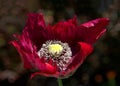 One Breadseed poppy flower Royalty Free Stock Photo