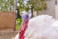 One breeding male turkey on a domestic farm close Royalty Free Stock Photo