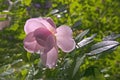 One bright beautiful pink rose  against a background of green leaves in a flower garden on a sunny day Royalty Free Stock Photo