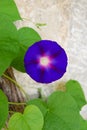 One bright blue bell flower of bindweed on stone wall