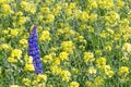 One bright blue delphinium flower against a background of yellow blooming mustard field. plant .Soft focus.ÃÂ¡oncept of