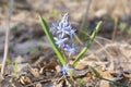 Bright blue flower of spring snowdrops outdoors Royalty Free Stock Photo