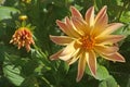 One bright colorful yellow pink dahlia with a bud close-up on a background of green leaves Royalty Free Stock Photo